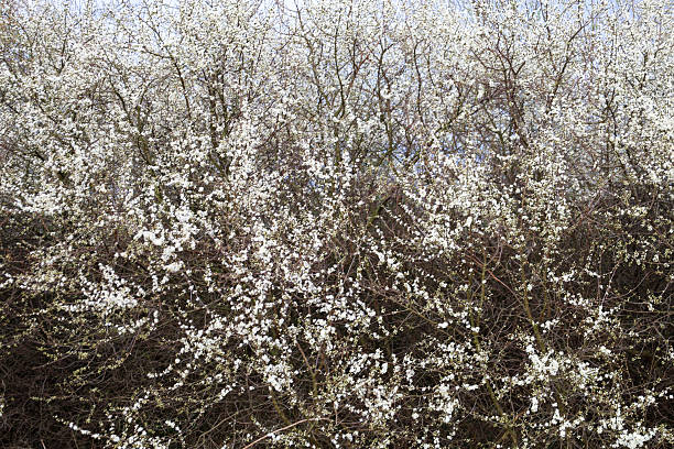 Dense thickets of flowering bushes with numerous small white flowers on thin branches. The dense mass of spring bloom creates the impression of white foam.