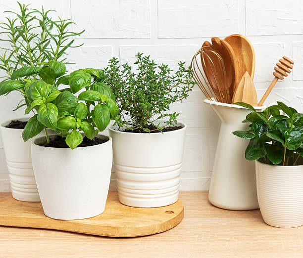 istock Fresh herbs growing in pots on kitchen countertop 2210657970