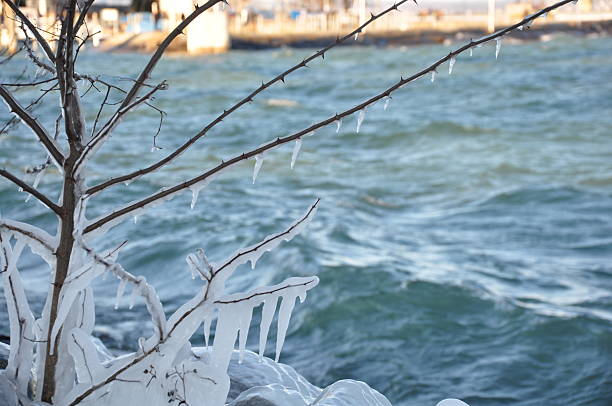 Icy Shoreline with Waves and Frozen Plants