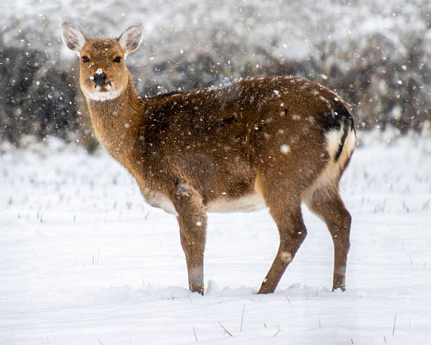 istock Snowfall blankets a tranquil winter landscape where a graceful female sika deer stands amidst swirling snowflakes in a serene forest 2210660691