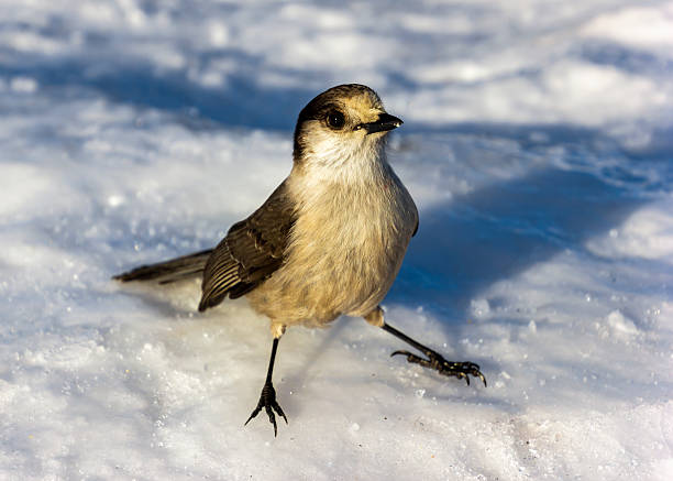 A small grey jay is calmly walking on a blanket of snow, showcasing its delicate features and colors while surrounded by a tranquil winter landscape.