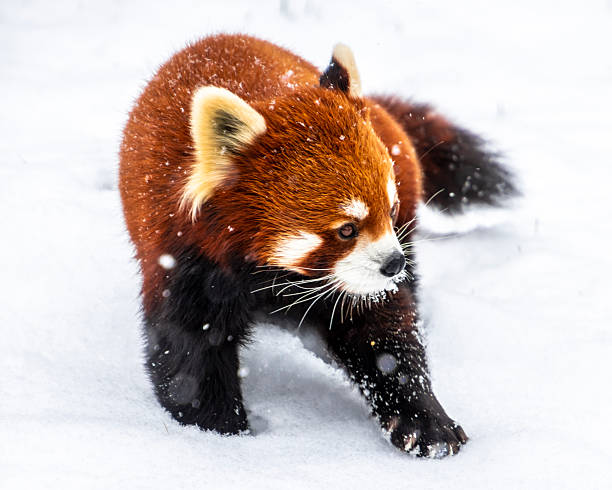 istock Red panda exploring snowy landscape during winter in a wildlife sanctuary 2210660716