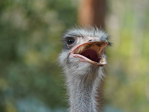 istock THE HEAD SHOT OF AN OSTRICH 2210660976