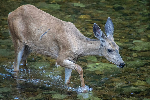 istock Deer wades through clear river water surrounded by smooth stones in a tranquil natural setting 2210661685