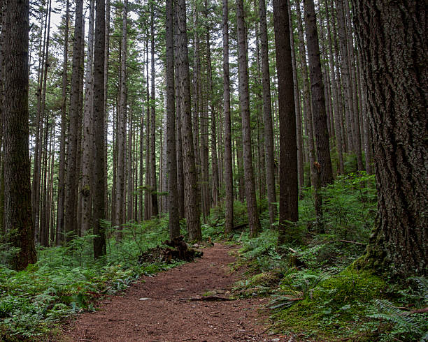 istock Explore a tranquil forest path surrounded by tall trees and lush greenery in a peaceful natural setting 2210661686