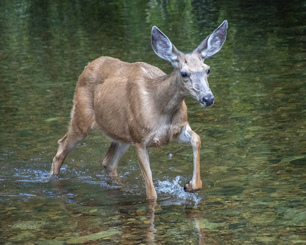 istock Deer walking through a calm river in a serene forest setting during the late afternoon 2210661688