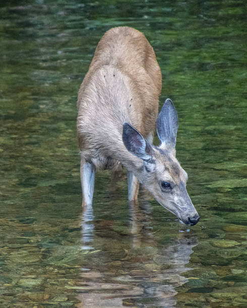 Female deer dirking from clear water in a tranquil forest stream during the early morning hours