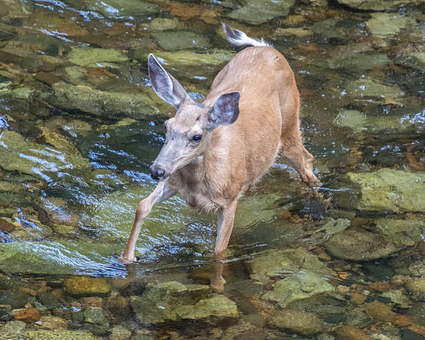 istock Deer wading through a shallow stream in a lush forest during midday sunlight 2210661693