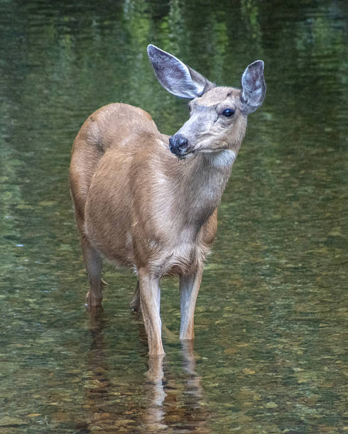 istock Deer wades through clear water in a serene forest setting during a quiet afternoon 2210661706