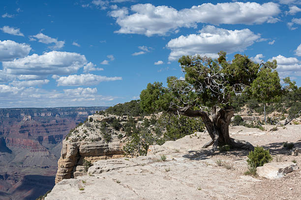 Gnarled tree stands at the rim of the Grand Canyon, showcasing its rugged bark against the stunning backdrop of layered rock formations under a bright blue sky with clouds.