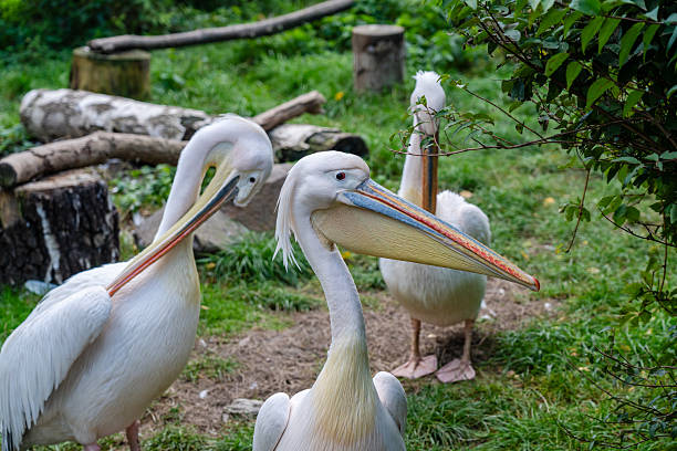 istock View on white pelicans resting at warm day 2210662498