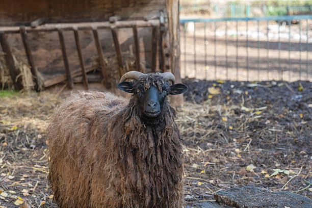 istock Cool view on sheep walking under the sun 2210662552
