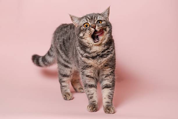 istock Gray funny cat licking its lips, isolated on pink background 2210662602