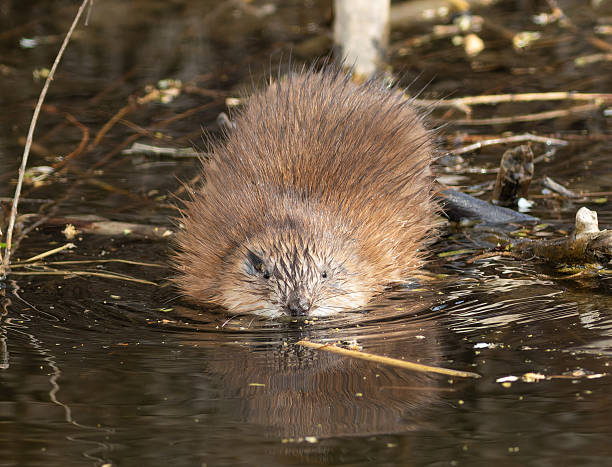 istock Muskrat, Ondatra zibethicus. An animal floating down the river 2210663211