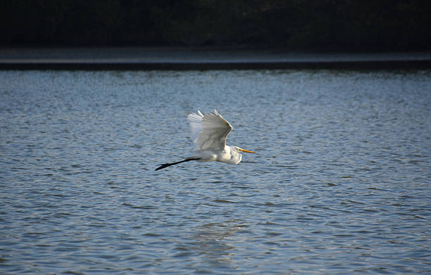 istock Beautiful Flying Great White Egret Bird 2210666003