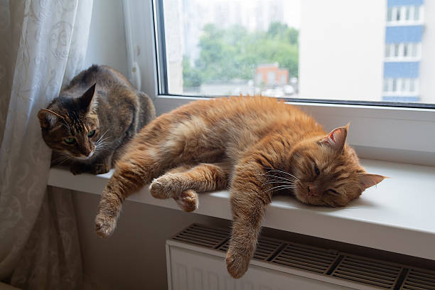 istock Two cats resting on a windowsill in an apartment 2210666376