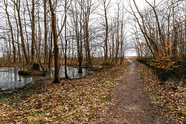 istock Dirt trail in the swamp and winter forest 2210666384