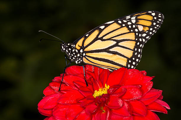 closeup of monarch butterfly on a flower