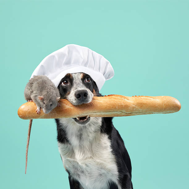 Dog wearing chef hat with baguette and mouse