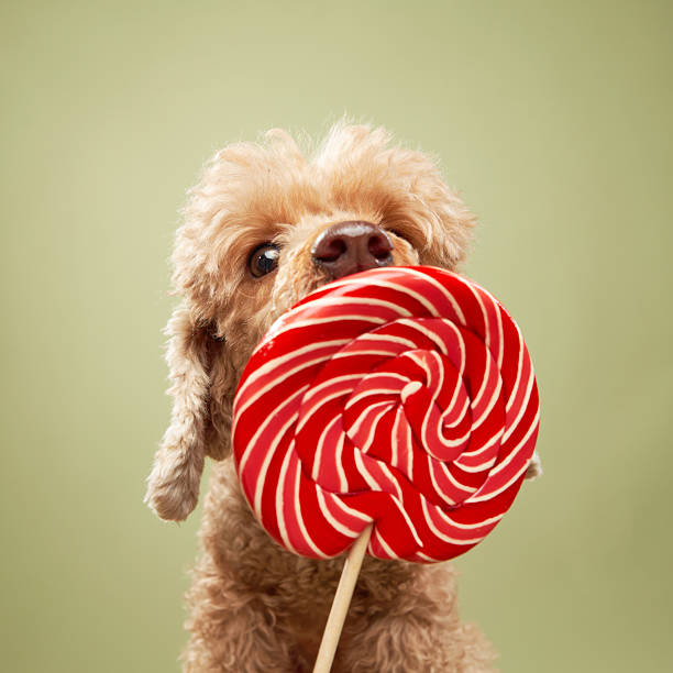istock Poodle with a Lollipop in Its Mouth 2210667947