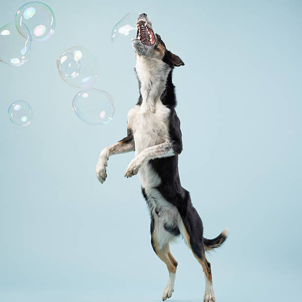 A dog leaps into the air attempting to catch bubbles against a light blue backdrop, displaying curiosity and joy.