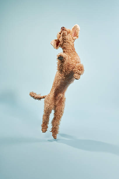 istock Poodle Mid-Air During a Jump 2210667955