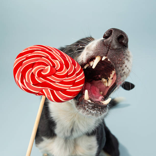 istock Border Collie Holding a Red Lollipop 2210667957