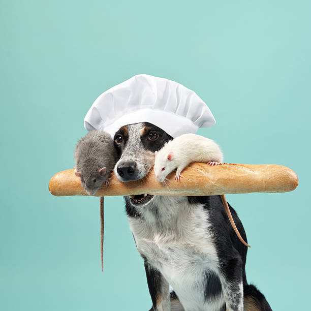 istock Dog in chef costume with mouse and baguette 2210667959