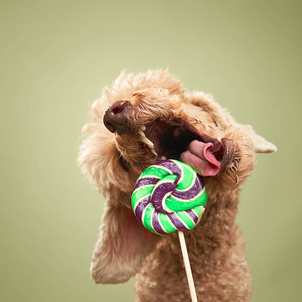 istock Poodle Jumping with a Green Lollipop in Its Mouth 2210667965