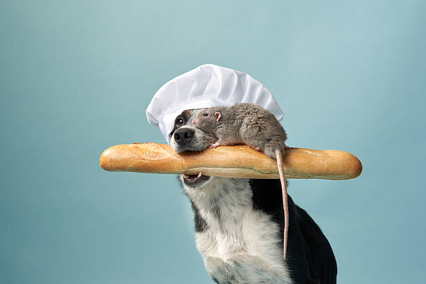 istock Dog wearing chef hat holding baguette 2210668005