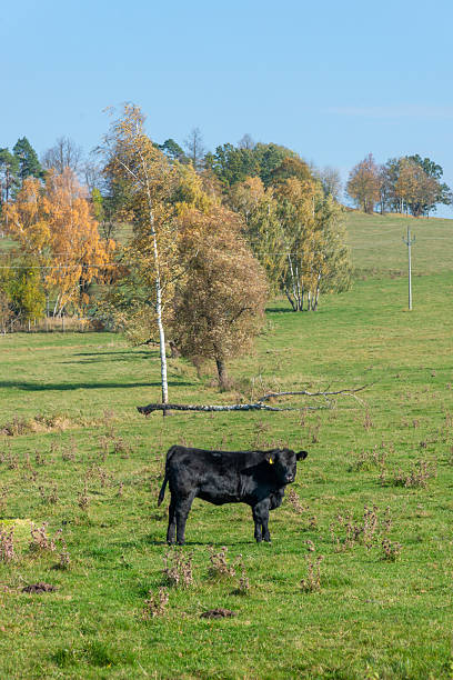 istock Single black meat cattle grazing on pasture 2210668036