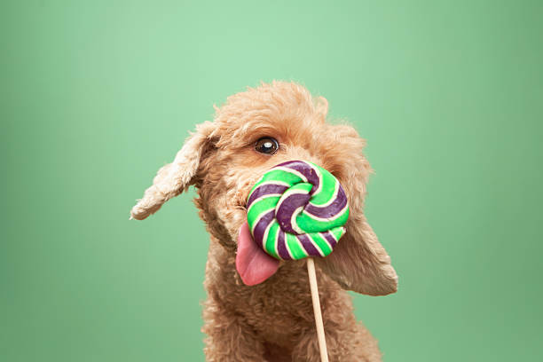 istock Poodle Holding a Green Swirled Lollipop 2210668044