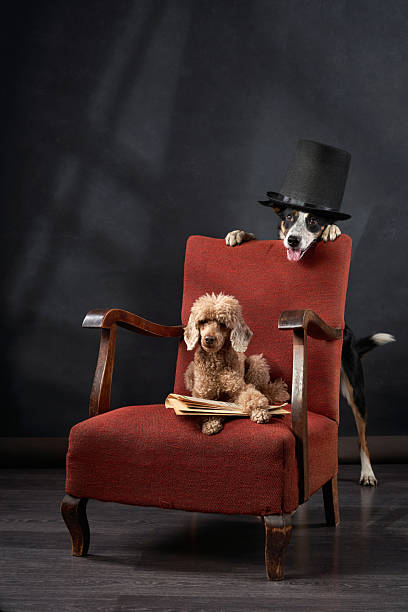 istock Dogs Wearing Top Hats on a Red Chair 2210668052