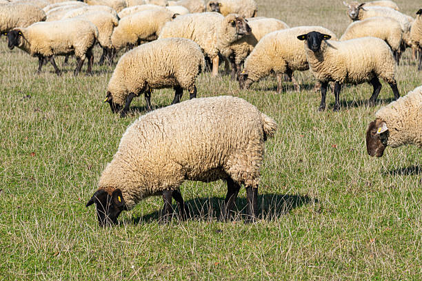 istock Herd of sheep grazing on pasture 2210668078