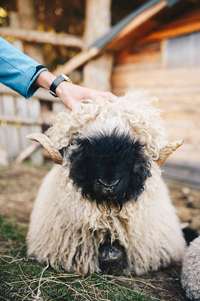 Close-up image of curious Valais Blacknose sheep