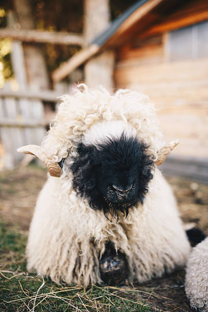At the sheep market you can find all kinds of breeds.