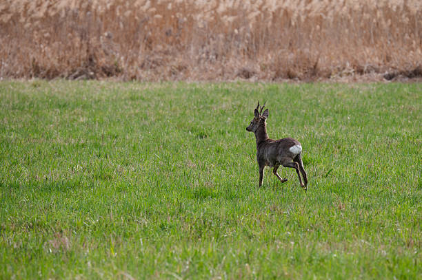 istock Young roe deer standing on grassy field 2210669477
