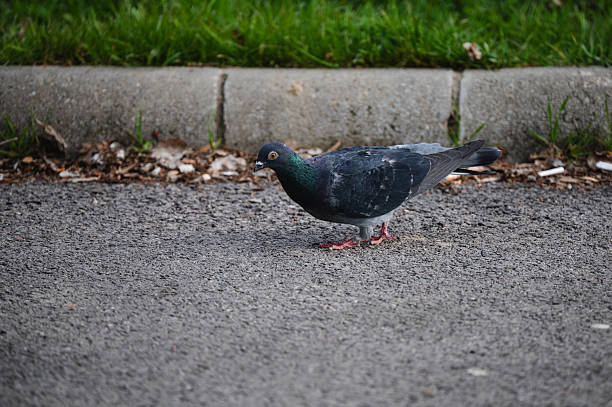A dark-feathered pigeon walks across an asphalt surface near a concrete curb, with green grass in the background. The bird’s iridescent neck feathers shimmer in shades of green and purple, contrasting with the muted tones of the pavement.