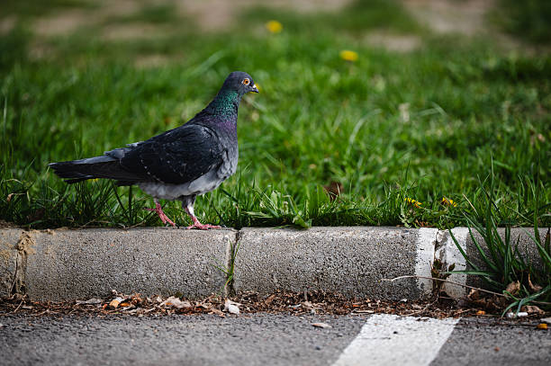 A pigeon with iridescent plumage stands alert beside a concrete curb, with lush green grass and a single yellow dandelion in the background. The bird’s vivid neck feathers contrast beautifully with the neutral tones of the pavement and curbside debris.