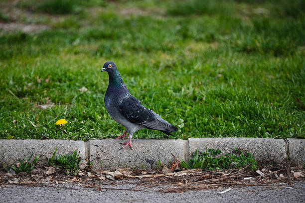 A pigeon with iridescent plumage stands alert beside a concrete curb, with lush green grass and a single yellow dandelion in the background. The bird’s vivid neck feathers contrast beautifully with the neutral tones of the pavement and curbside debris.