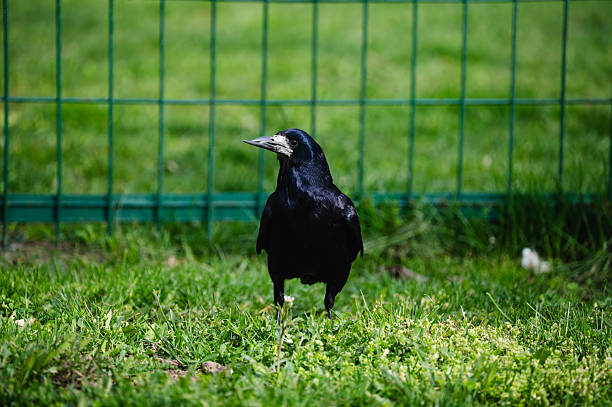 A black rook with glossy feathers stands alert on vibrant green grass, positioned in front of a metal fence. The contrast between the bird’s dark plumage and the lush surroundings highlights the natural beauty of this common corvid in a park-like setting.