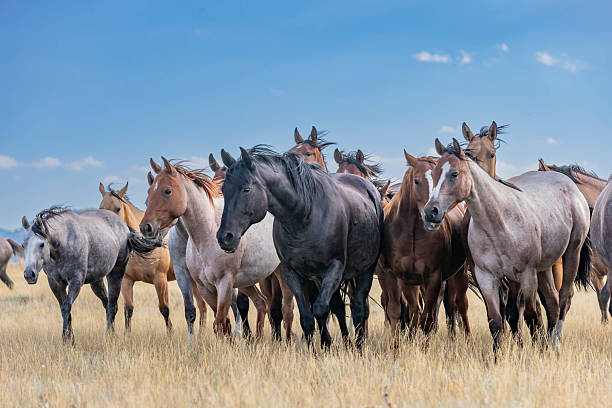 istock Herd of Many Colors 2210671849
