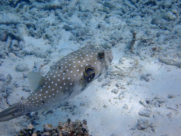 istock maldives snorkeling 2210673125
