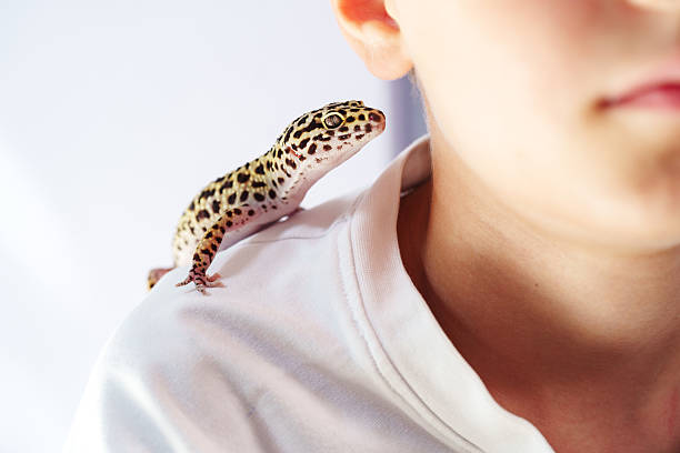 A small colorful gecko rests on weathered hands, capturing a delicate moment of wildlife contact along the Namibian coastline. Warm tones and a calm, curious mood highlight nature’s tiny wonders.