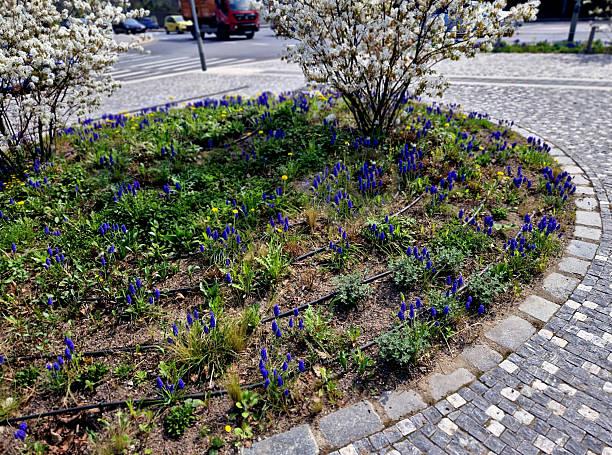 istock native american blueberry. Rosaceae The toadstool will delight you in the garden throughout the year. In spring, from April to May, it blooms with a flood of delicate, star-shaped white flowers bronze 2210674708