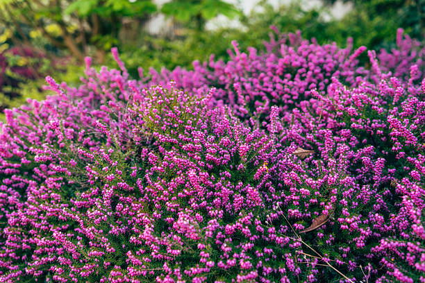 Heather flowers common known as Callluna Vulgarus is growing in the pot at home on windowsill.