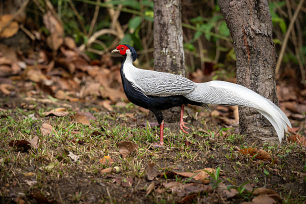 istock A beautiful silver pheasant with striking white and black feathers and a red face walking on forest ground covered with dry leaves and grass. 2210675840