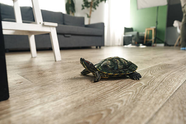 istock Turtle explores indoor space in a cozy living room setting during the daytime 2210676013