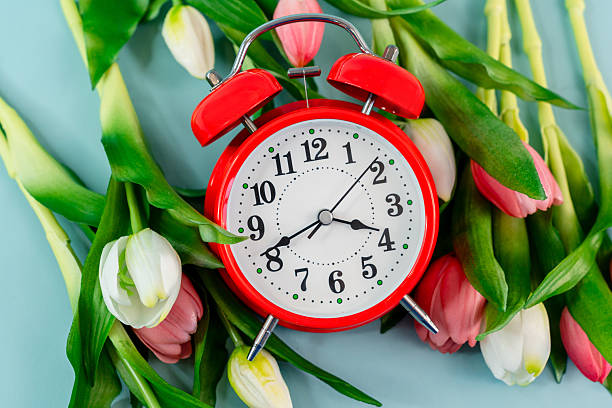 istock Spring tulip flowers and a red alarm clock on a blue background , a place for text 2210677972