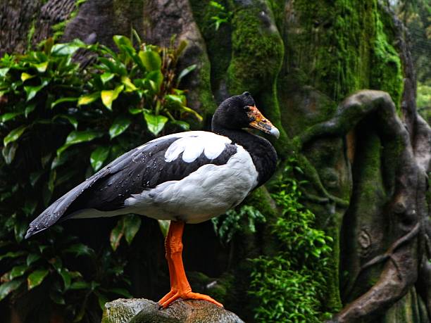 A bird zoo, also called a bird park or aviary, is a type of zoo or sanctuary that focuses specifically on birds. It’s a place where many different species of birds are kept, displayed, and often bred for conservation, education, and public enjoyment